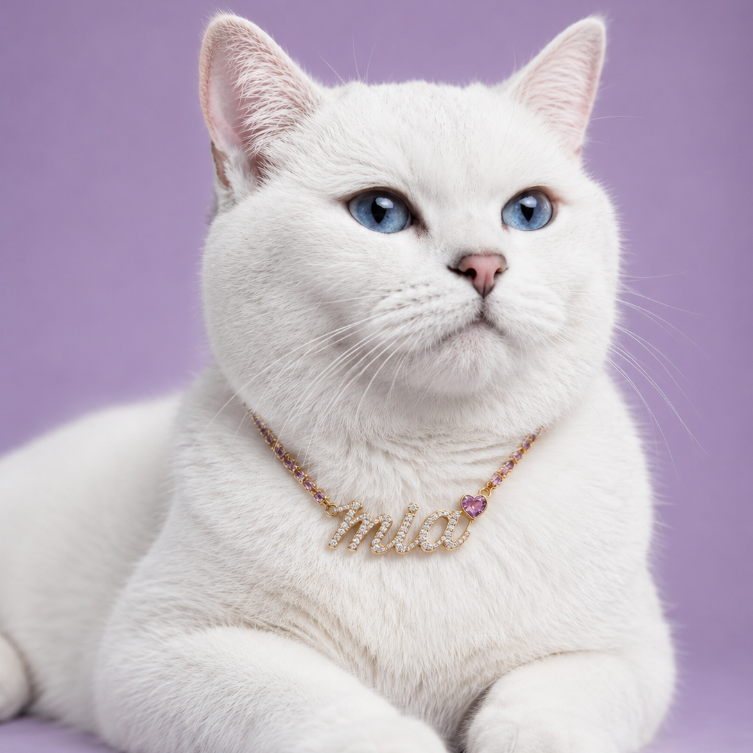 White cat with blue eyes wearing a gold necklace on a purple background