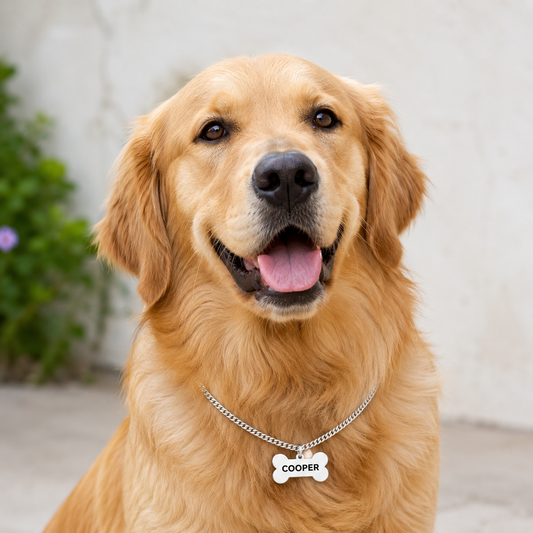 The Complete Guide to Custom Pet Jewellery: Safety, Materials & Sizing
