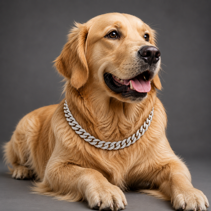 Golden retriever wearing a silver chain collar on a gray background